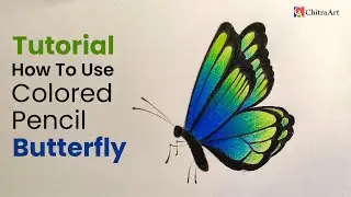 Butterfly Drawing with Colored Pencil Step By Step Tutorial for Beginners | Online Drawing Class