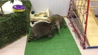 Еноты играются