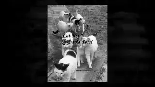 David Petri : " Cat Rap " Album: " Animal Convention " - 2016 Sebastopol, CA