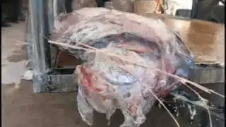 NOTICIAS SONORA, HALLAZGO DE UN EXTRAÑO ANIMAL MARINO A ORILLAS DE SAN CARLOS.