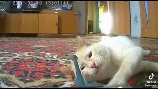 Кот vs Танк