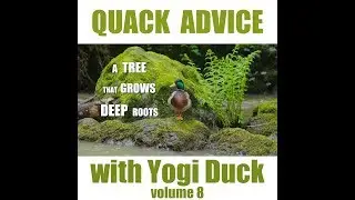 Quack Advice with Yogi Duck: Volume 8