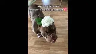 Кэти с этим цветочком милая? 💖 #shorts