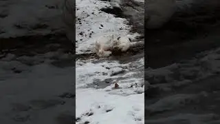 warum sind Enten so gemein?