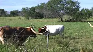 Kingsville, TX | King Ranch Chapter