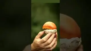 Sã fie Chiar Ea? Ciuperca Regilor? Crãita din Legende?