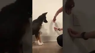 How I taught my puppy to jump through an arm hoop
