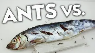 I Fed my Pet Ants a Fish. This is What Happened.