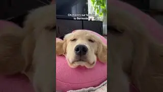 The cost of having 2 dogs 💸🐶🐶 #dogshorts #goldenretriever #dogs #puppies #puppy #veterinary