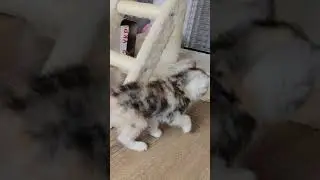 Маленький котенок ловит рыбку