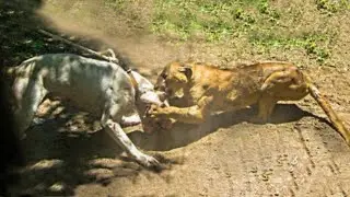 Argentinischer Hund GEGEN Puma - Dogo Dog GEGEN Puma Cougar Echtes Video
