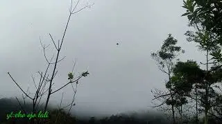 mikat burung kepodang emas,,,