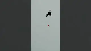 Полювання на фазана. Рheasant hunting #shorts #short #hunting