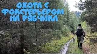 Охота с Фокстерьером на рябчика в Манской тайге. Красноярский край, Восточный Саян. 28.09.2022