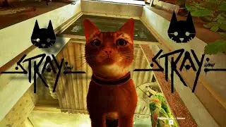 НАШЛИ МОМО И ПРИКЛЮЧЕНИЕ➢STRAY➤4