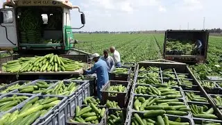 ¡Increíble! Así funciona la Máquina Cosechadora de MILLONES de Pepinos 🚜
