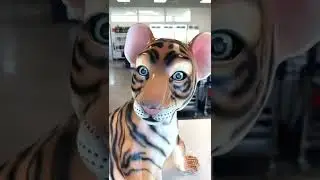 Chocolate TIGER !!!!! You must see it