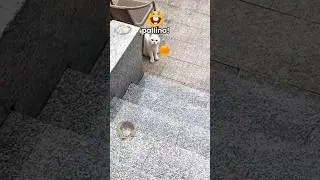 Vita da gatti 🐱 EP. 140