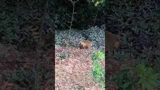 Quati fugindo na mata 🙂