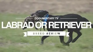 LABRADOR RETRIEVER BREED REVIEW