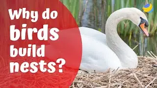 Why do birds build nests?