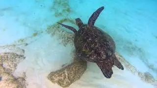 turtle Черепаха