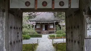 寂光院 - 春、桜 | 京都府京都市左京区
