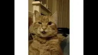 Eat my Ginger pussy, teaser for the dogs
