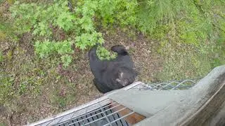 Black Bear Scratching His Back