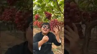 Chines Fresh Fruit with New Variety  | Fruit Art| 