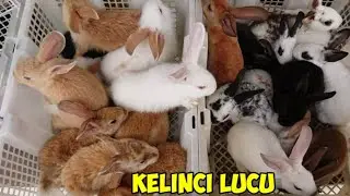 KELINCI-KELINCI LUCU