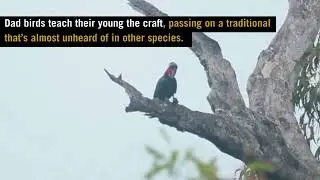 That's Wild: Cockatoo Rockers
