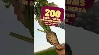 #Ag101 - Sugar Beets