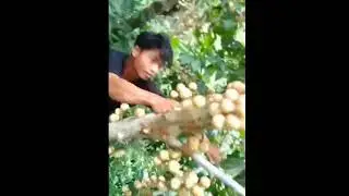 BUAH LANGSAT GRATIS, MANIS, DAN ALAMI DI KALIMANTAN