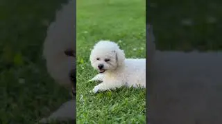 Ollie