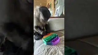мартышка собирает головомку за секунды!!!