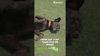 #Shorts 📽️ Мифы о Собаках📽️Которые Могут Сразить Вас на Повал 🤯