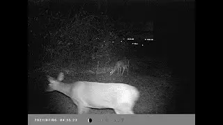 Wildlife Captured On Trail Cameras In The Backwoods!
