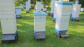 Конец июня  На чём работают пчёлы