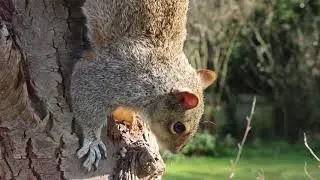 squirrel ( sóc nâu)