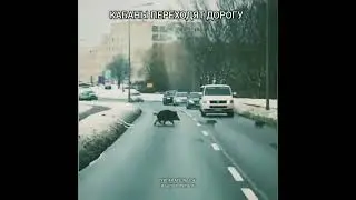 Кабаны переходят дорогу