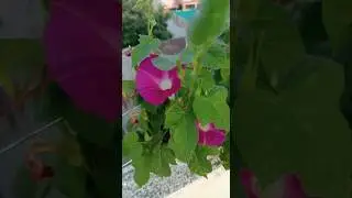 Morning glory pink | Ipomoea #shorts