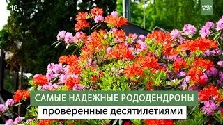 Самые НАДЕЖНЫЕ рододендроны в ВАШЕМ саду