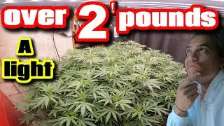 STEP BY STEP GROWING OVER 2 POUNDS PER LIGHT WITH MEDIC GROW NEO 1000 INDOOR WEED GROW