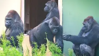 Gorilla Family Gathering During Tough Times | The Shabani's Group