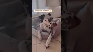 Лежанка PET BED