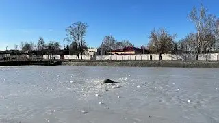В Клинцах из глубин пруда поднялось нечто.