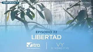 El Vidrio Y Yo: Libertad
