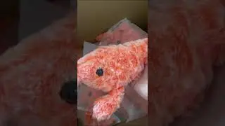 #cat #fish