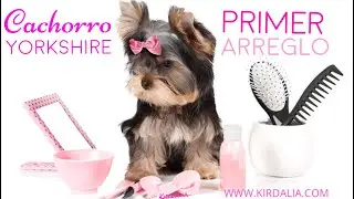 CACHORRO YORKSHIRE TERRIER Primeros arreglos, cuidados y acicalamiento